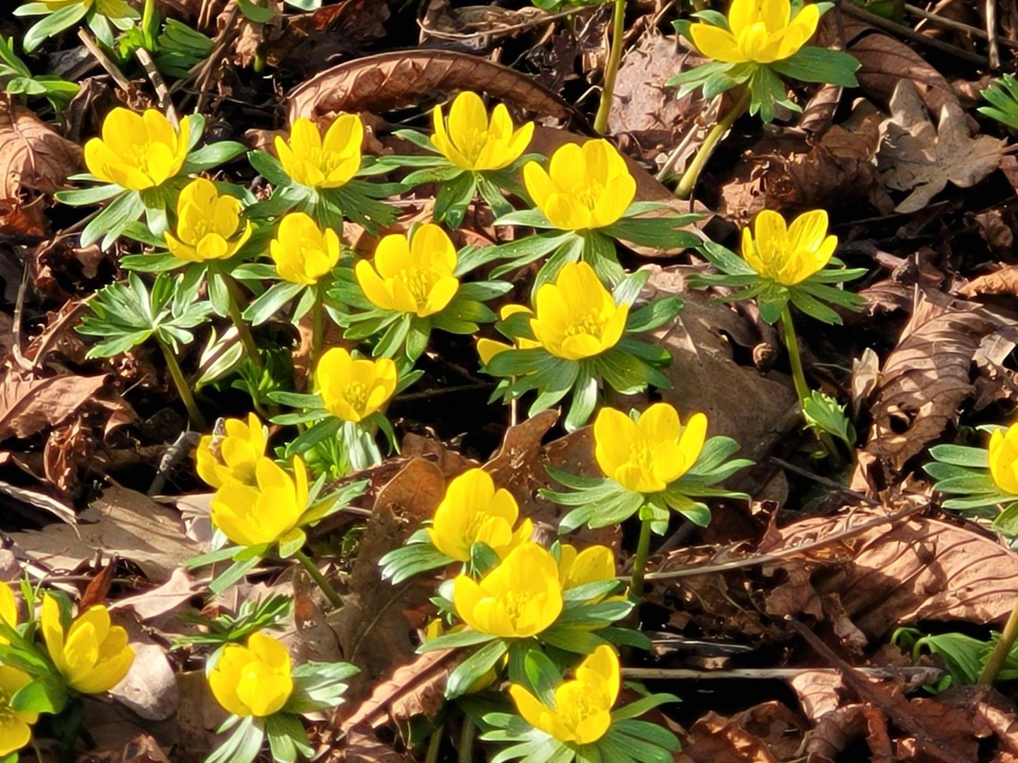 Blick In Den Garten Holzschlag Buitenkant foto