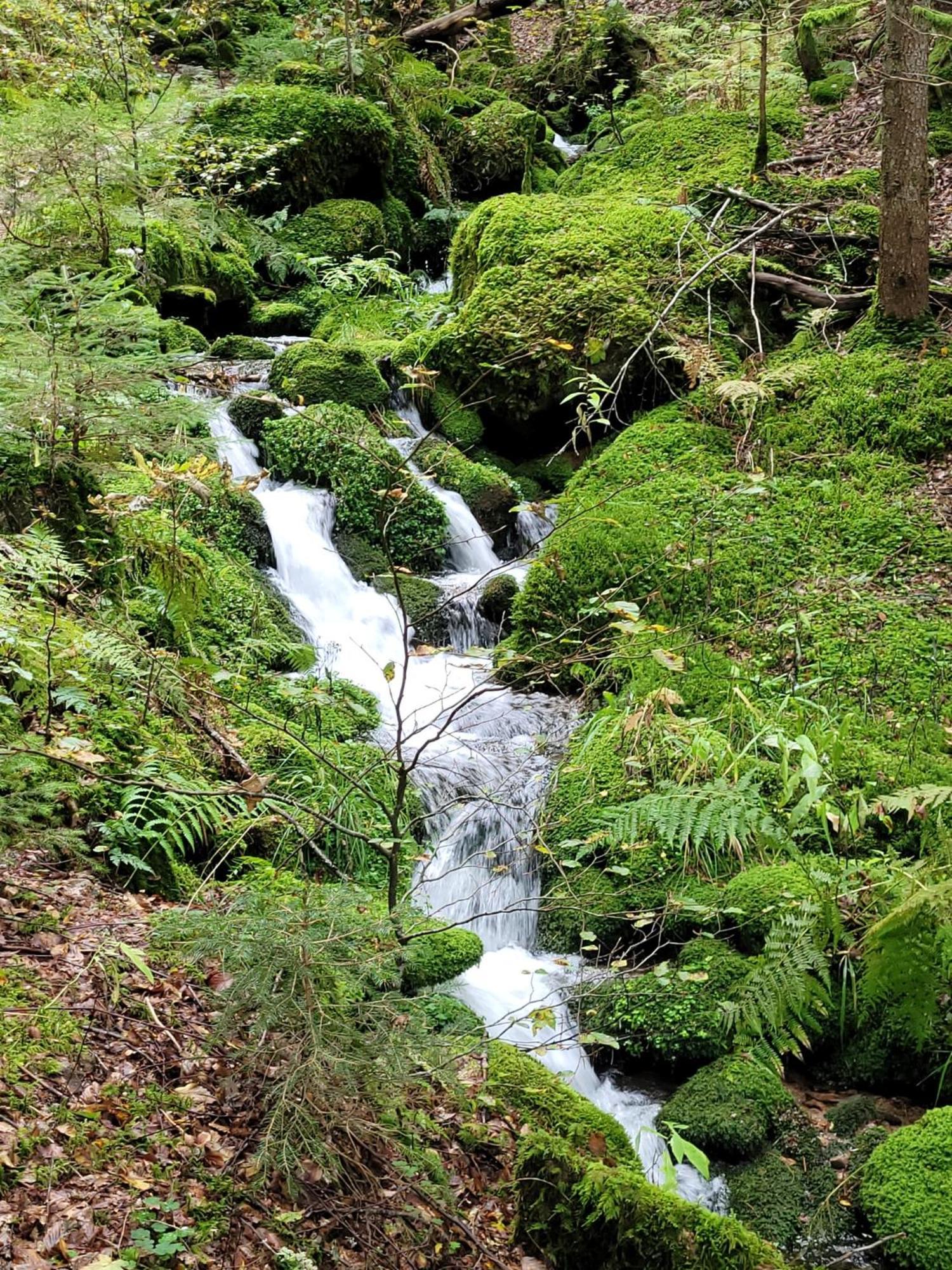 Blick In Den Garten Holzschlag Buitenkant foto